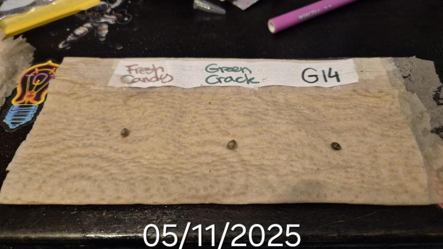 3x AUTOFLOWER tryout. Week 0