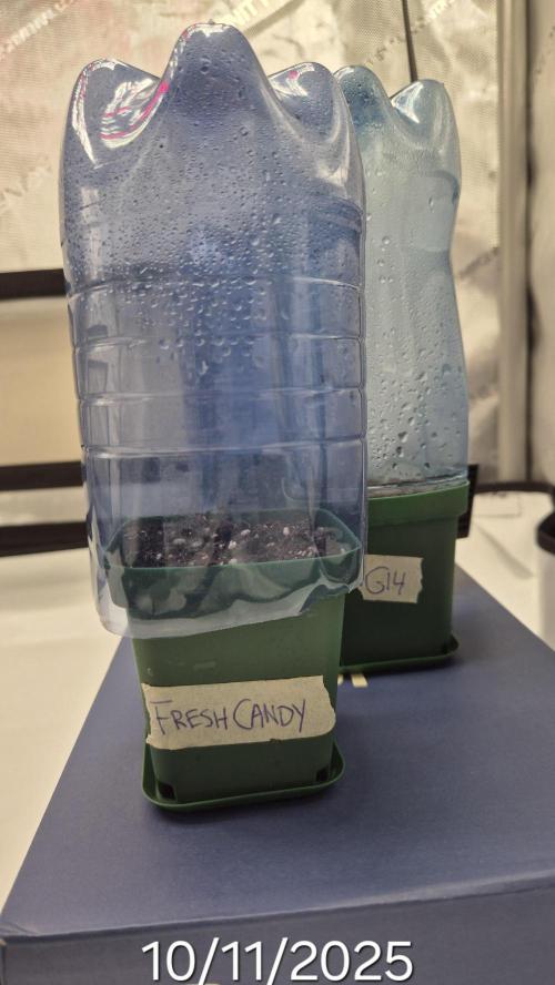 3x AUTOFLOWER tryout. Week 0