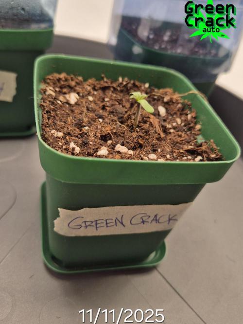 3x AUTOFLOWER tryout. Week 1