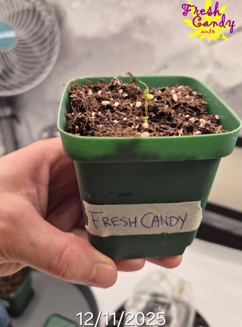 3x AUTOFLOWER tryout. Week 1