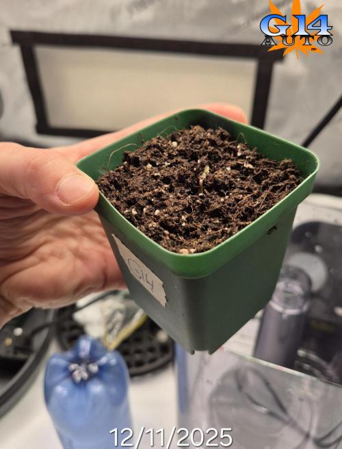 3x AUTOFLOWER tryout. Week 1