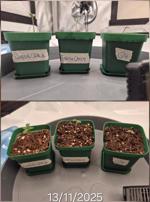 3x AUTOFLOWER tryout. Week 1