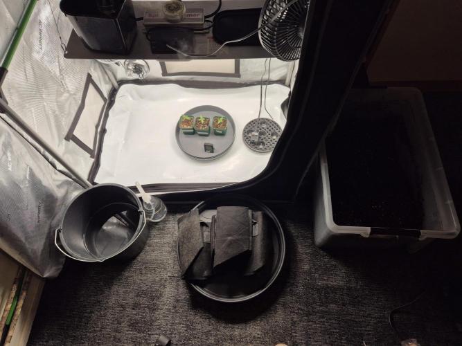 3x AUTOFLOWER tryout. Week 1