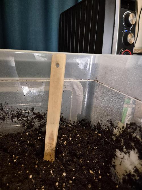 3x AUTOFLOWER tryout. Week 1