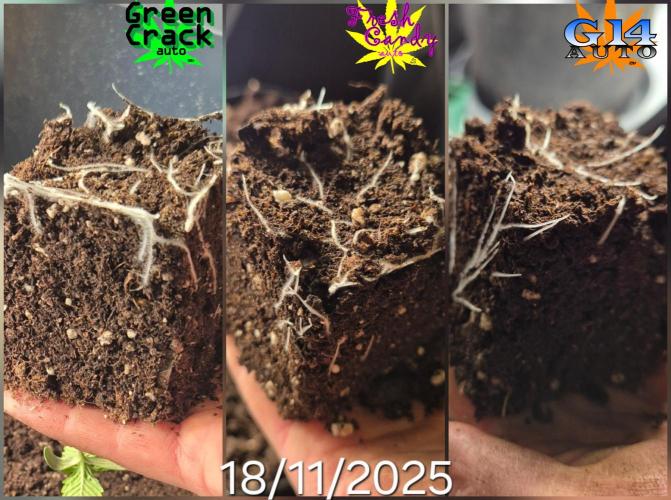 3x AUTOFLOWER tryout. Week 1