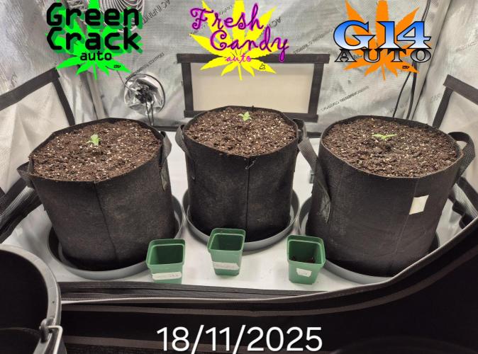 3x AUTOFLOWER tryout. Week 1