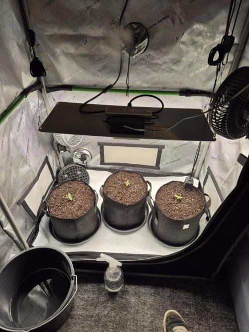 3x AUTOFLOWER tryout. Week 1