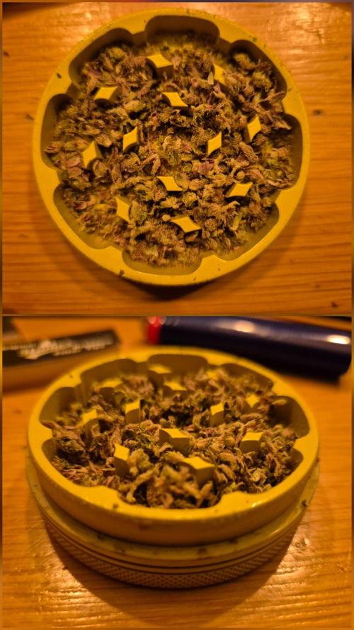 Lemon Cherry Gelato - FIRST GROW. Week 17