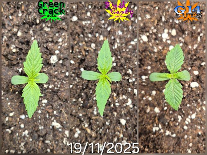 3x AUTOFLOWER tryout. Week 2