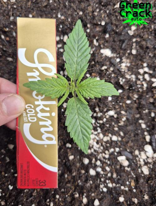 3x AUTOFLOWER tryout. Week 2