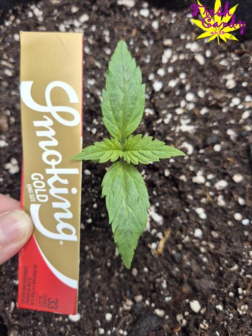 3x AUTOFLOWER tryout. Week 2