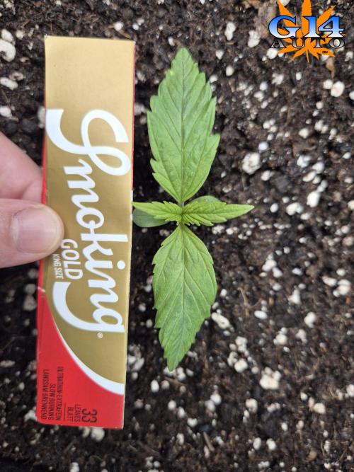 3x AUTOFLOWER tryout. Week 2