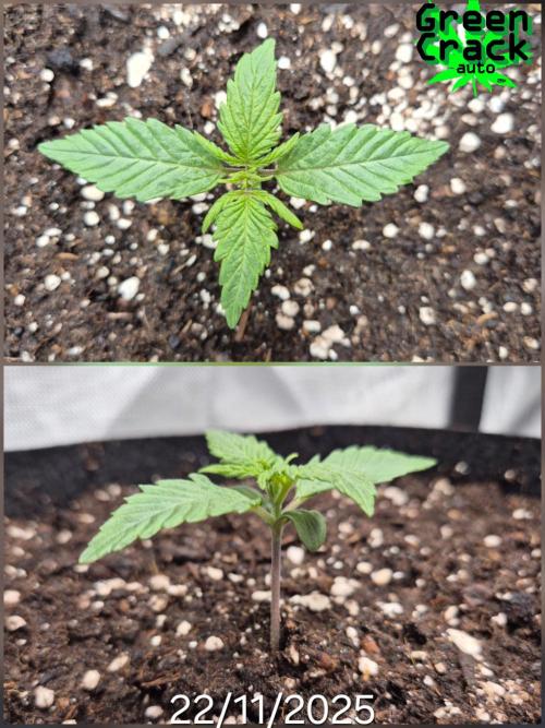 3x AUTOFLOWER tryout. Week 2