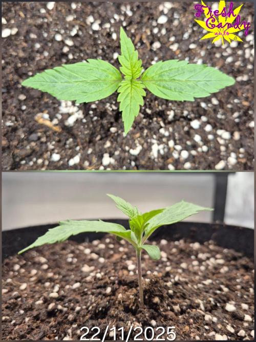 3x AUTOFLOWER tryout. Week 2