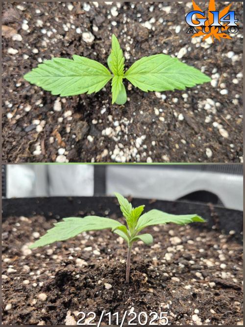 3x AUTOFLOWER tryout. Week 2