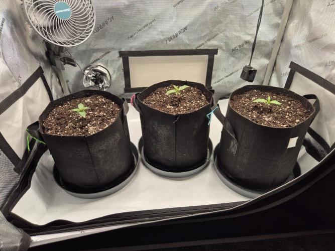 3x AUTOFLOWER tryout. Week 2