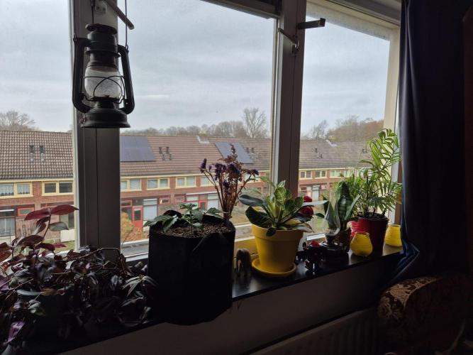 3x AUTOFLOWER tryout. Week 3