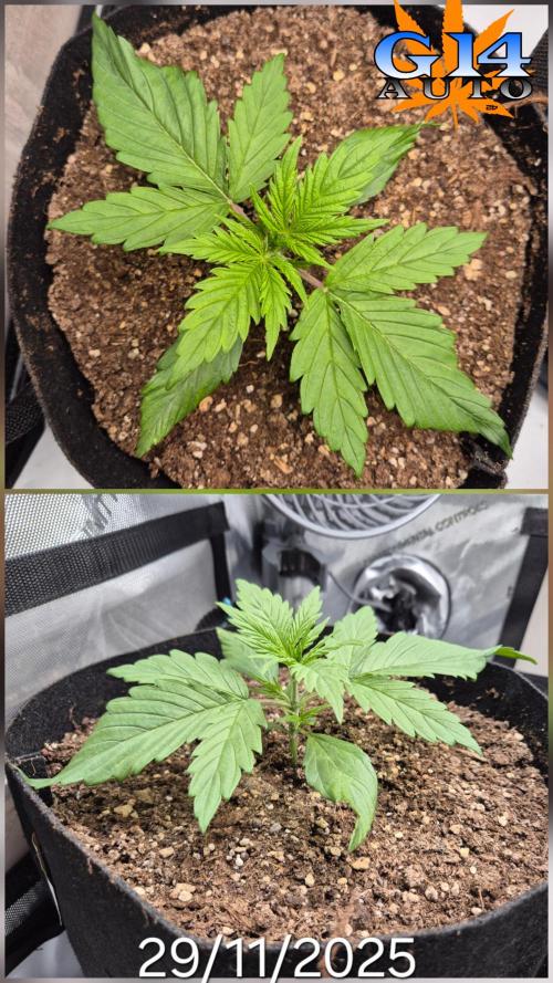 3x AUTOFLOWER tryout. Week 3