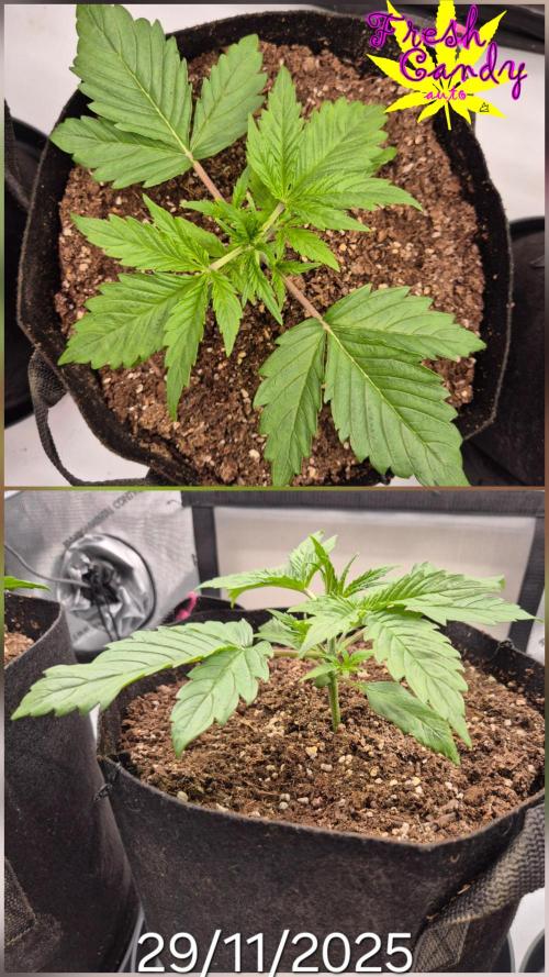 3x AUTOFLOWER tryout. Week 3