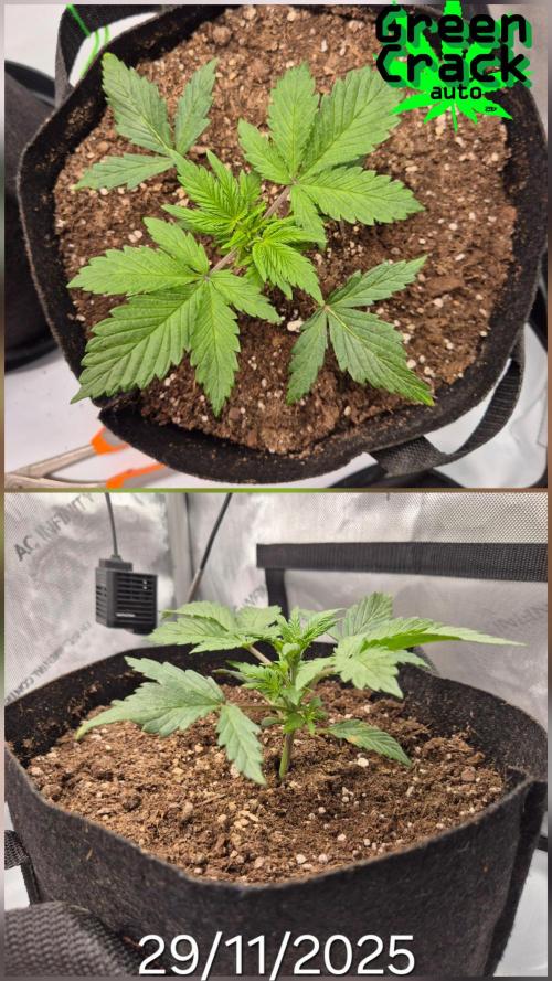 3x AUTOFLOWER tryout. Week 3