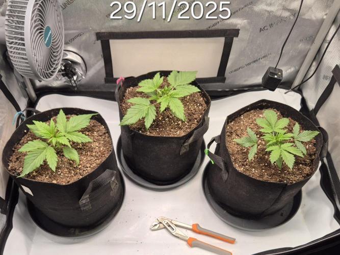 3x AUTOFLOWER tryout. Week 3