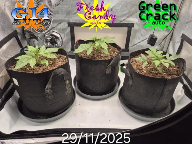 3x AUTOFLOWER tryout. Week 3