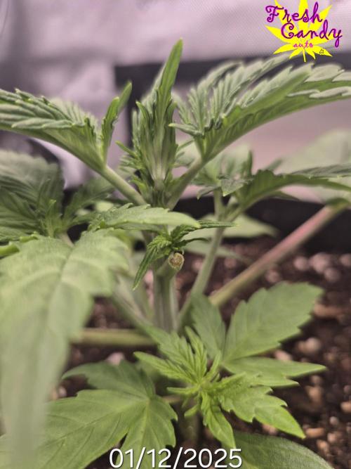 3x AUTOFLOWER tryout. Week 3