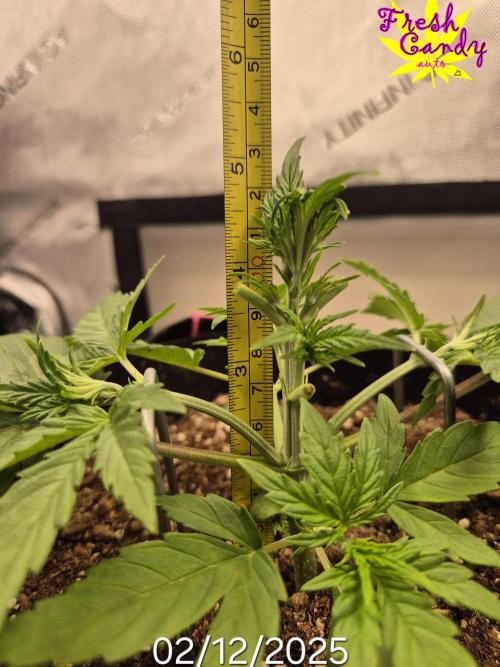 3x AUTOFLOWER tryout. Week 3