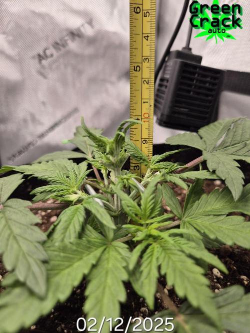 3x AUTOFLOWER tryout. Week 3