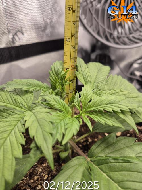 3x AUTOFLOWER tryout. Week 3