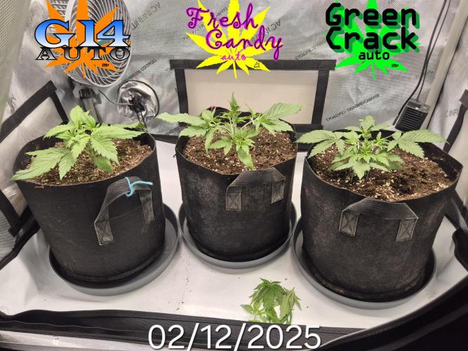 3x AUTOFLOWER tryout. Week 3