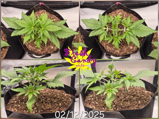 3x AUTOFLOWER tryout. Week 3