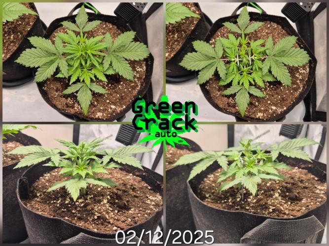 3x AUTOFLOWER tryout. Week 3