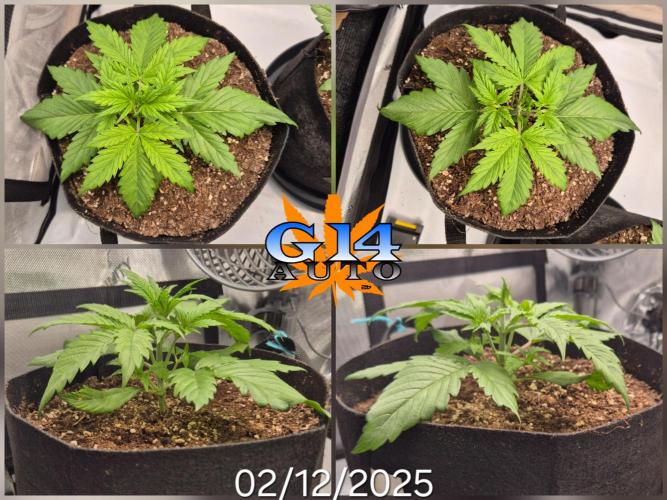 3x AUTOFLOWER tryout. Week 3