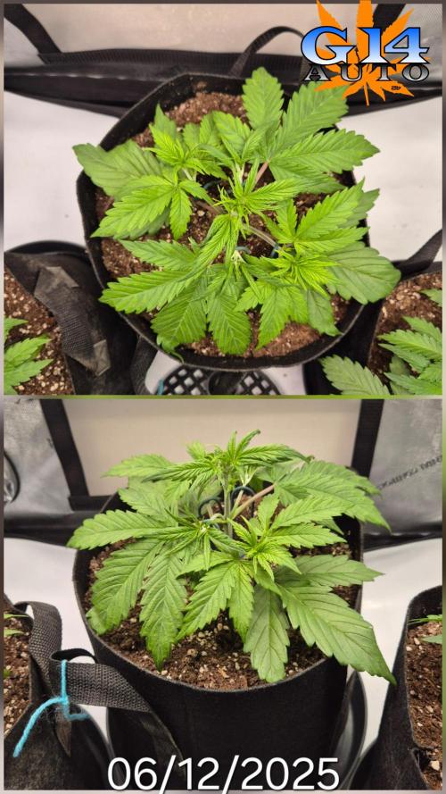 3x AUTOFLOWER tryout. Week 4