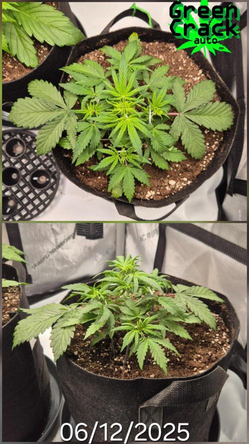 3x AUTOFLOWER tryout. Week 4