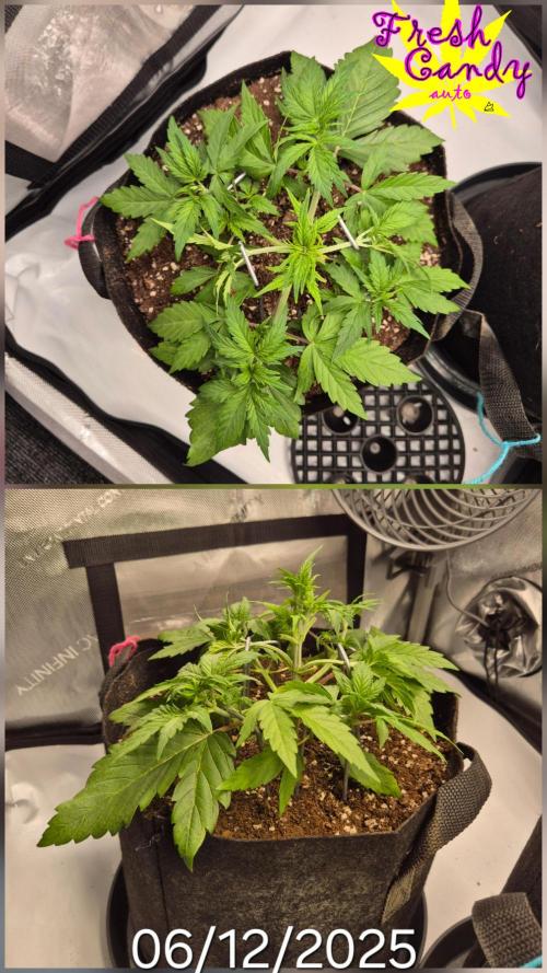 3x AUTOFLOWER tryout. Week 4