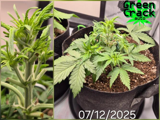 3x AUTOFLOWER tryout. Week 4