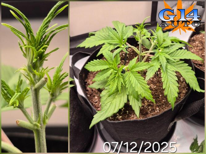 3x AUTOFLOWER tryout. Week 4