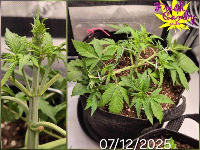 3x AUTOFLOWER tryout. Week 4