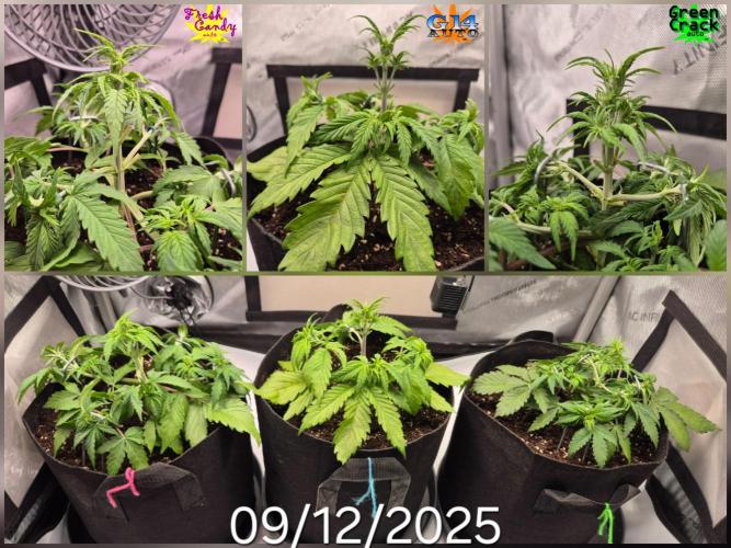 3x AUTOFLOWER tryout. Week 4
