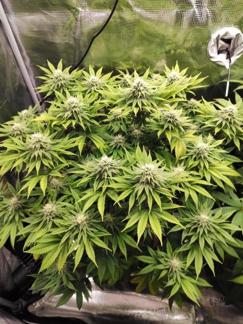 Hulk Berry 1. Grow. Week 11 - Pflanze 1