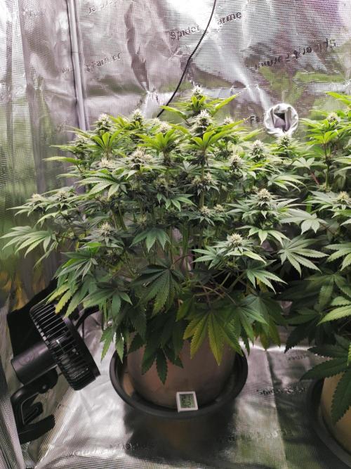 Hulk Berry 1. Grow. Week 11 - Pflanze 1