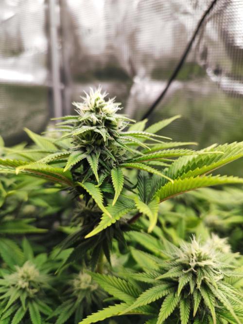 Hulk Berry 1. Grow. Week 11 - Pflanze 1