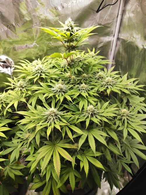 Hulk Berry 1. Grow. Week 11 - Pflanze 2