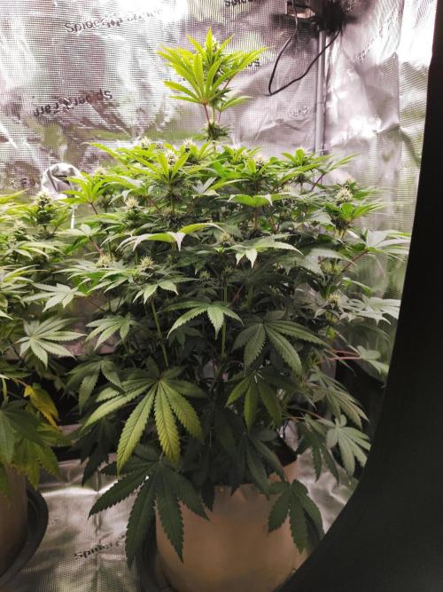 Hulk Berry 1. Grow. Week 11 - Pflanze 2