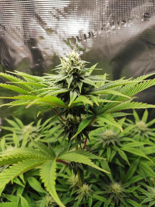 Hulk Berry 1. Grow. Week 11 - Pflanze 2