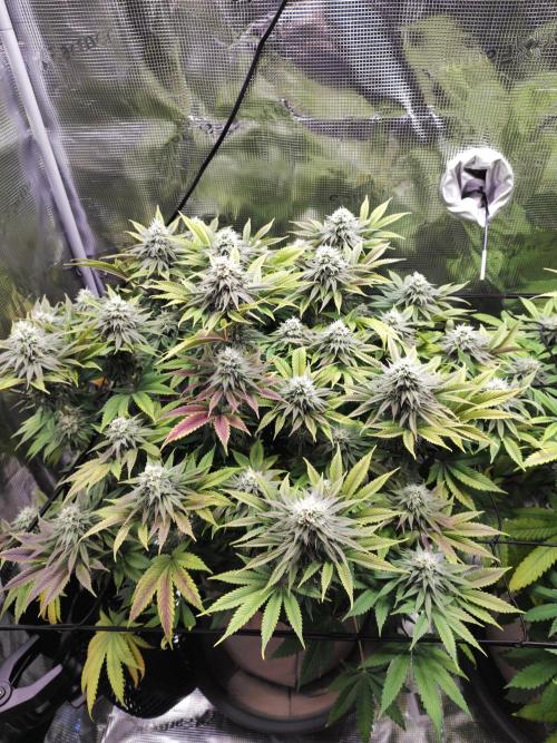 Hulk Berry 1. Grow. Week 12 - Pflanze 1