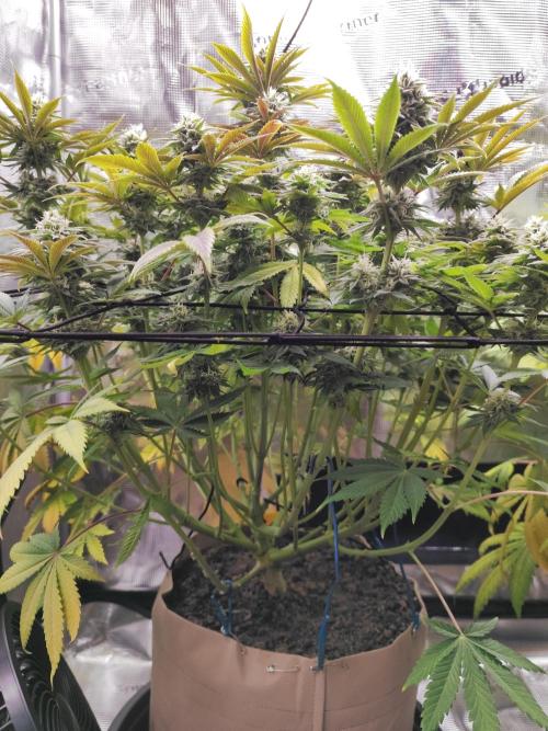 Hulk Berry 1. Grow. Week 12 - Pflanze 1