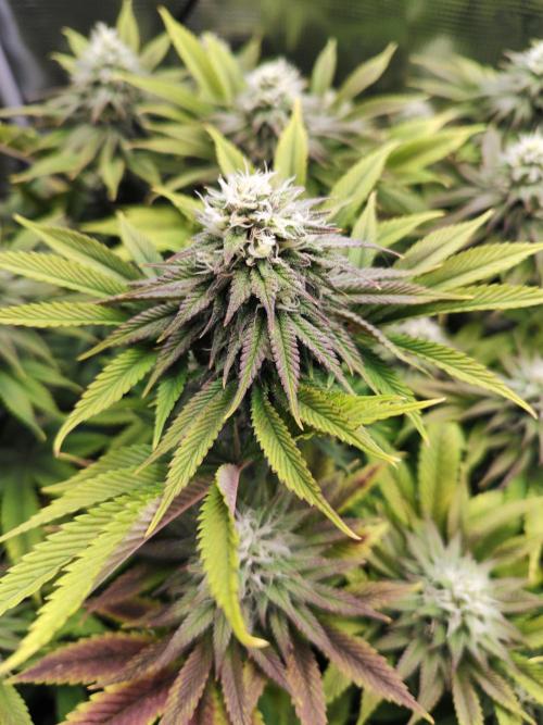 Hulk Berry 1. Grow. Week 12 - Pflanze 1